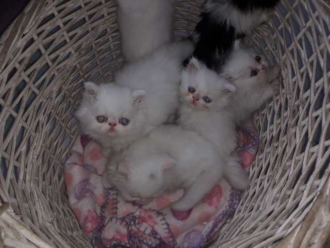 SE VENDE GATITOS PERSA/PERSA HIMALAYA 