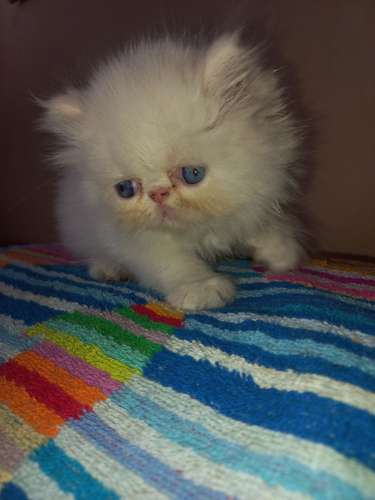 SE VENDE GATITOS PERSA/PERSA HIMALAYA  - Imagen 4