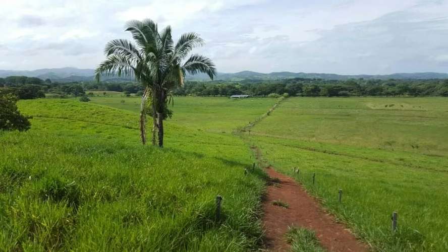 Se vende finca agropecuaria en Santiago de Veraguas