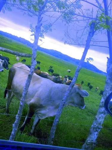 Se vende finca agropecuaria en Santiago de Veraguas