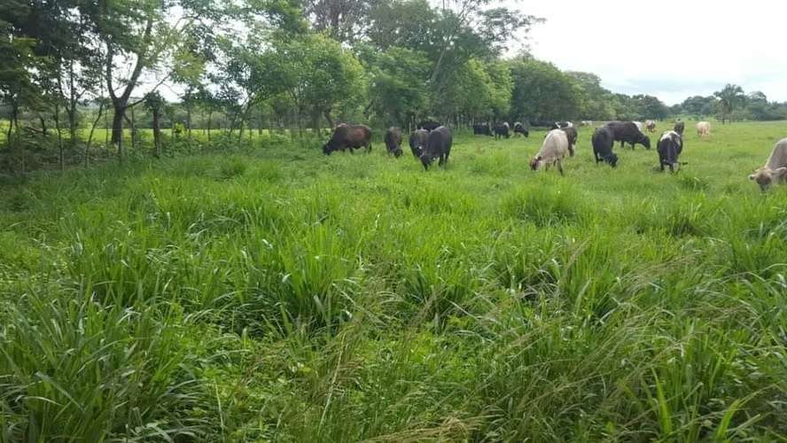 Se vende finca agropecuaria en Santiago de Veraguas