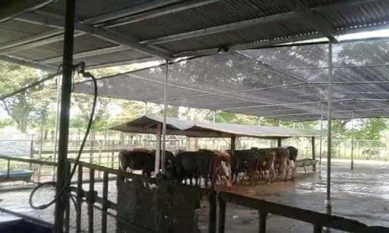 Se vende finca agropecuaria en Santiago de Veraguas