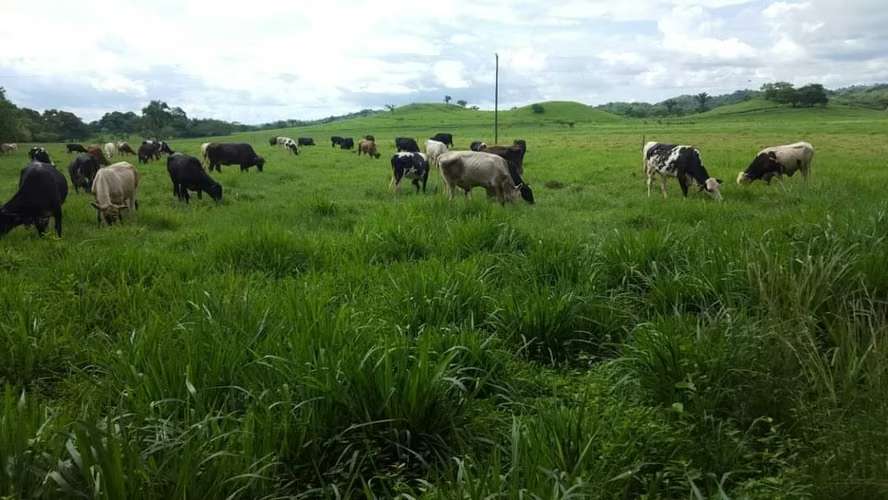 Se vende finca agropecuaria en Santiago de Veraguas