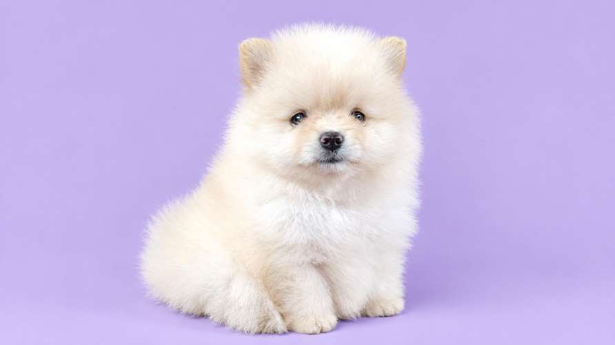 POMERANIA 