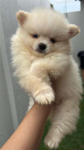 POMERANIA  - Imagen 4