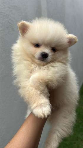 POMERANIA  - Imagen 2