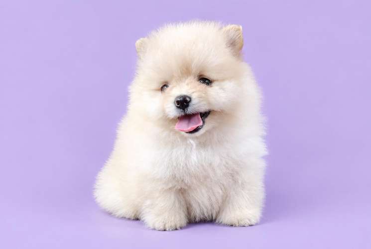 POMERANIA  - Imagen 3