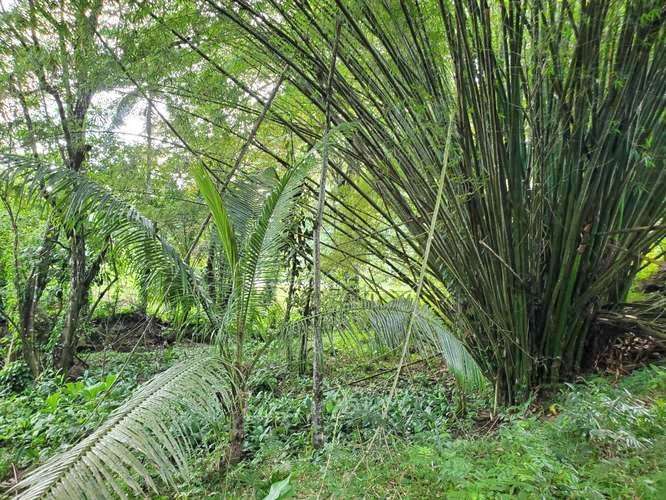 VENTA TERRENO EN BOCAS DEL TORO