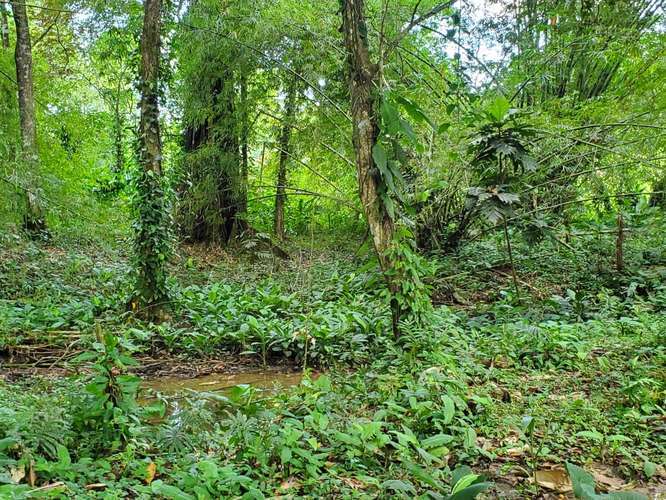 VENTA TERRENO EN BOCAS DEL TORO