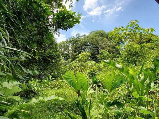 VENTA TERRENO EN BOCAS DEL TORO