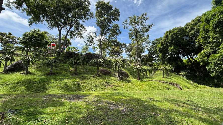 SE VENDE FINCA PRODUCTORA DE PITAHAYA EN PANAMÁ | 2 HA TITULADAS CERCA DE CORONADO - RM - Imagen 17