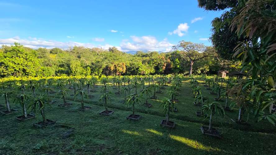 SE VENDE FINCA PRODUCTORA DE PITAHAYA EN PANAMÁ | 2 HA TITULADAS CERCA DE CORONADO - RM - Imagen 5