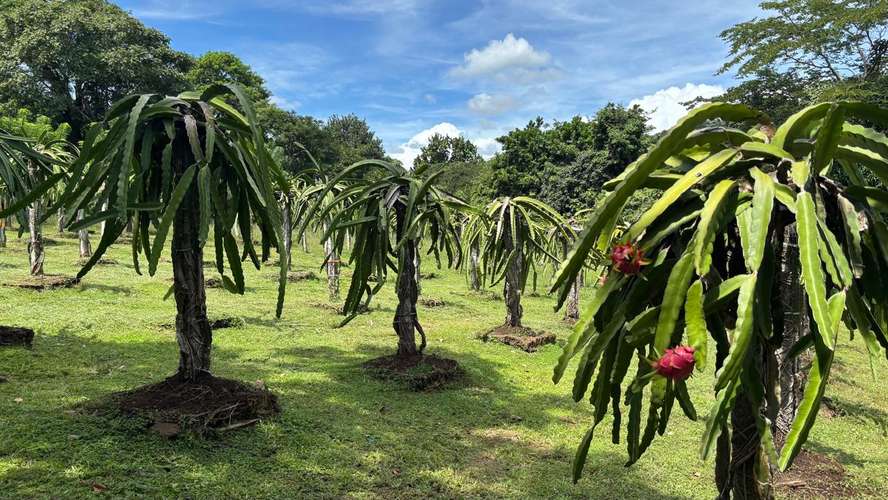 SE VENDE FINCA PRODUCTORA DE PITAHAYA EN PANAMÁ | 2 HA TITULADAS CERCA DE CORONADO - RM - Imagen 16