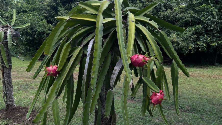 SE VENDE FINCA PRODUCTORA DE PITAHAYA EN PANAMÁ | 2 HA TITULADAS CERCA DE CORONADO - RM