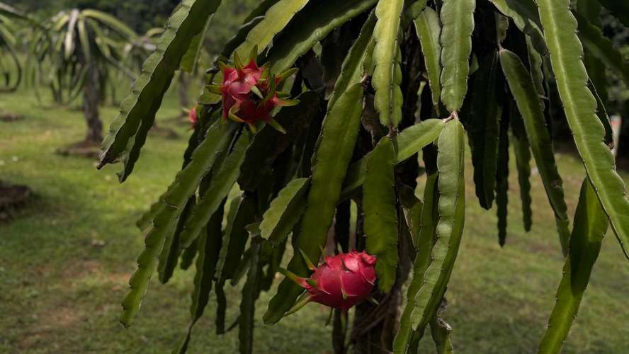 SE VENDE FINCA PRODUCTORA DE PITAHAYA EN PANAMÁ | 2 HA TITULADAS CERCA DE CORONADO - RM - Imagen 12