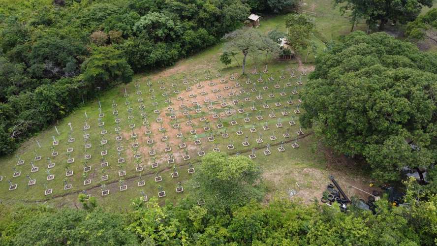 SE VENDE FINCA PRODUCTORA DE PITAHAYA EN PANAMÁ | 2 HA TITULADAS CERCA DE CORONADO - RM - Imagen 6