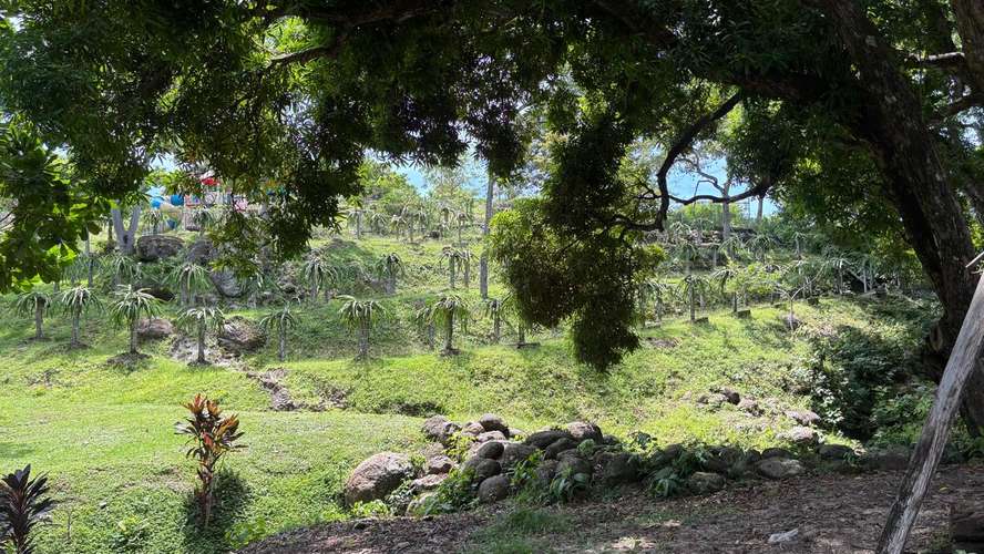 SE VENDE FINCA PRODUCTORA DE PITAHAYA EN PANAMÁ | 2 HA TITULADAS CERCA DE CORONADO - RM - Imagen 8