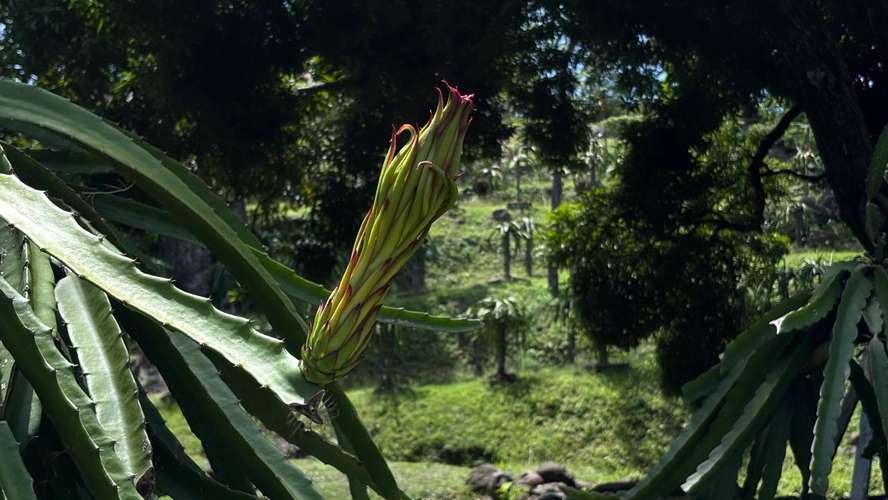 SE VENDE FINCA PRODUCTORA DE PITAHAYA EN PANAMÁ | 2 HA TITULADAS CERCA DE CORONADO - RM - Imagen 11