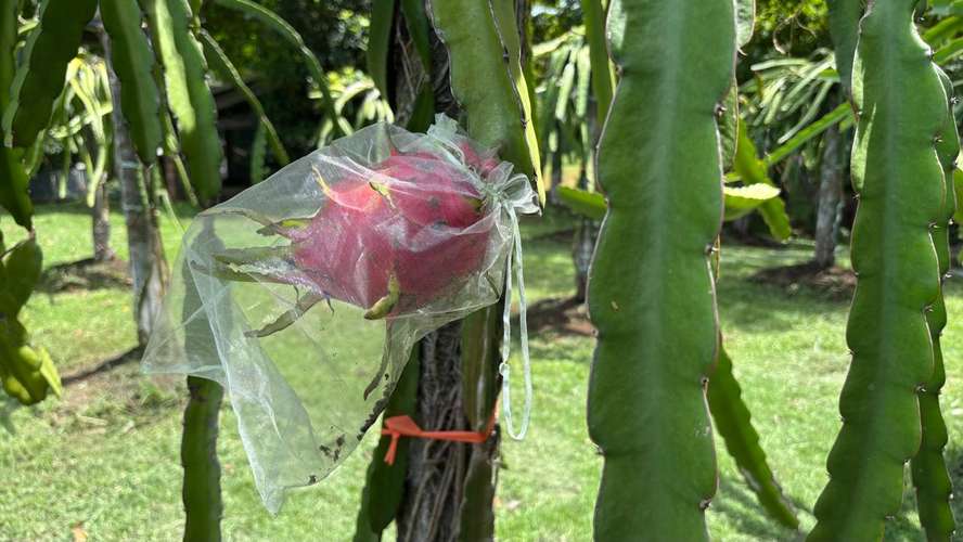 SE VENDE FINCA PRODUCTORA DE PITAHAYA EN PANAMÁ | 2 HA TITULADAS CERCA DE CORONADO - RM - Imagen 14