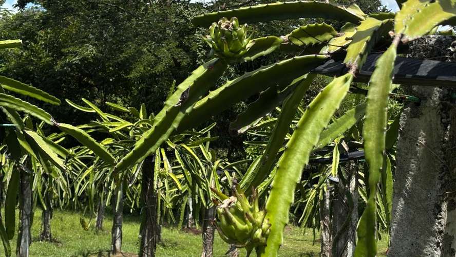 SE VENDE FINCA PRODUCTORA DE PITAHAYA EN PANAMÁ | 2 HA TITULADAS CERCA DE CORONADO - RM - Imagen 10