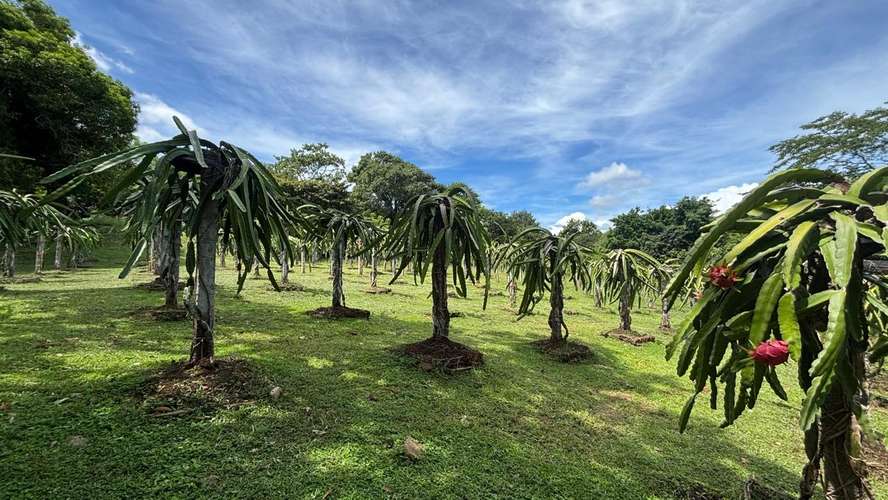 SE VENDE FINCA PRODUCTORA DE PITAHAYA EN PANAMÁ | 2 HA TITULADAS CERCA DE CORONADO - RM - Imagen 15
