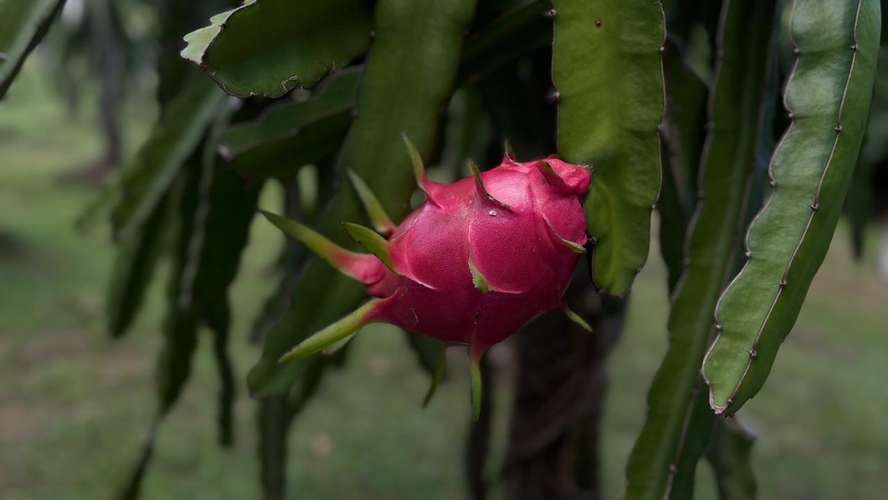 SE VENDE FINCA PRODUCTORA DE PITAHAYA EN PANAMÁ | 2 HA TITULADAS CERCA DE CORONADO - RM - Imagen 13
