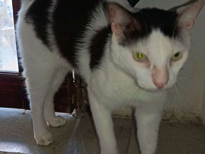  ! En adopción responsable!  
