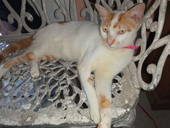  ! En adopción responsable!   - Imagen 5