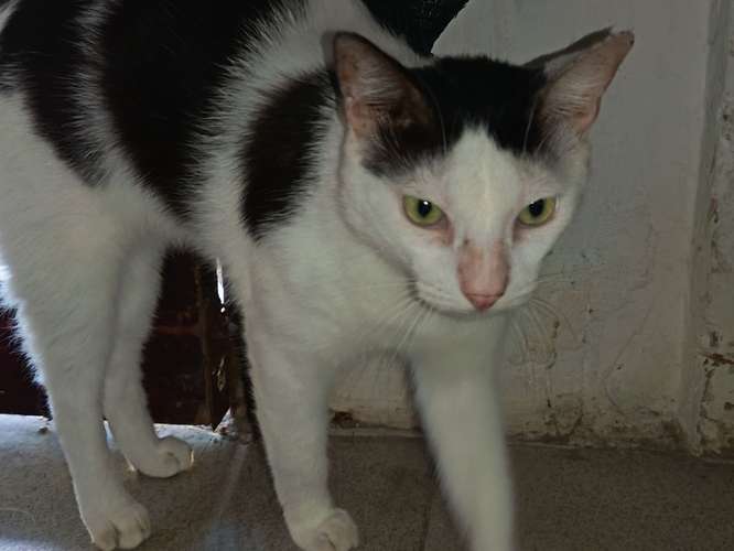  ! En adopción responsable!   - Imagen 2
