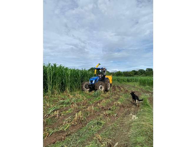Granja productiva 13.6 ha Río Grande, Natá - Imagen 10