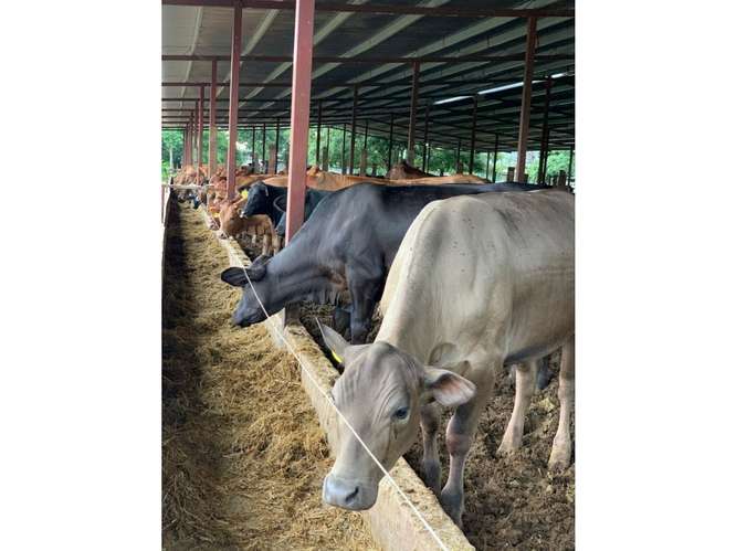 Granja productiva 13.6 ha Río Grande, Natá - Imagen 8
