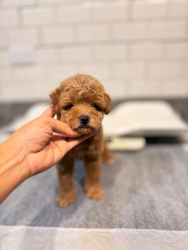 Goldendoodle toy macho  - Imagen 4