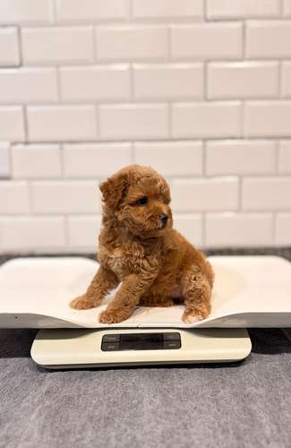 Goldendoodle toy macho  - Imagen 2