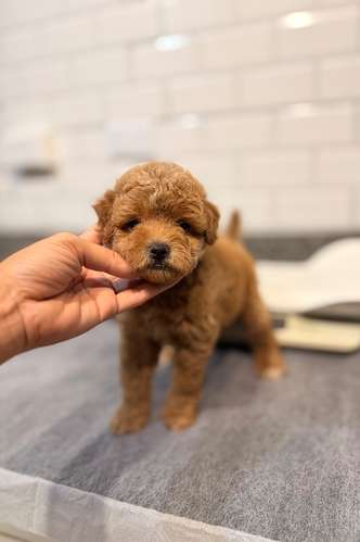 Goldendoodle toy macho  - Imagen 3