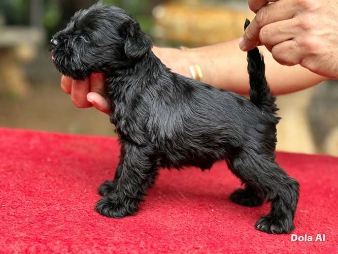 Schnauzer miniatura negro y sal pimienta línea española
