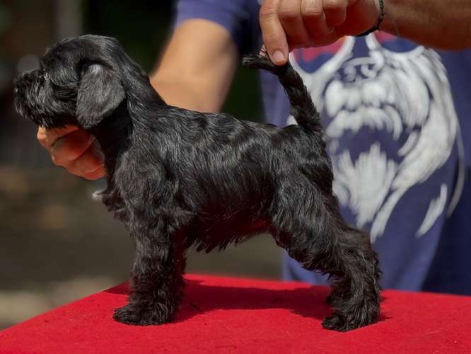 Schnauzer miniatura negro y sal pimienta línea española