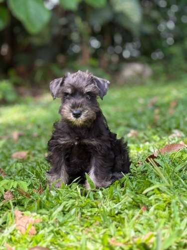 Schnauzer miniatura negro y sal pimienta línea española