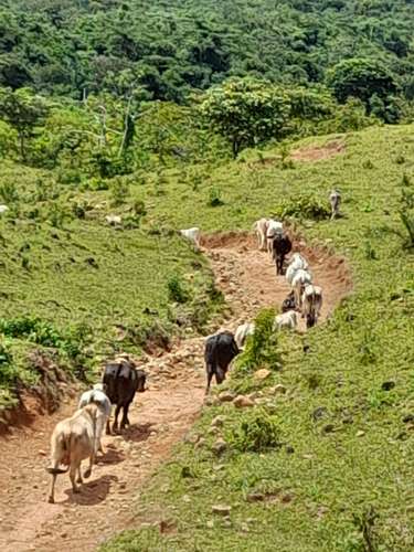 Se Vende hermosa Finca Agropecuaria en Palo Verde de Cañazas
