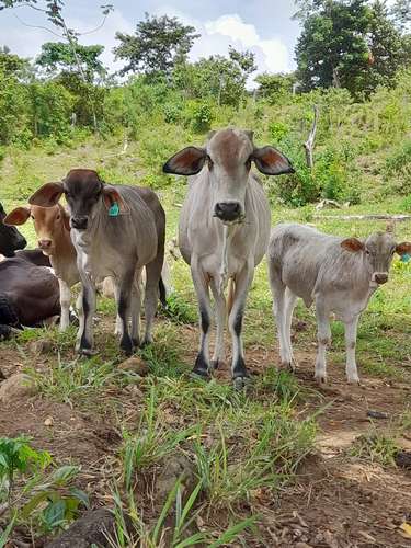 Se Vende hermosa Finca Agropecuaria en Palo Verde de Cañazas