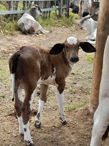 Se Vende hermosa Finca Agropecuaria en Palo Verde de Cañazas
