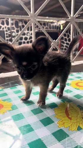CHIHUAHUAS DE PELO LARGO - Imagen 11
