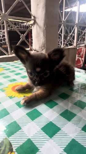 CHIHUAHUAS DE PELO LARGO - Imagen 12