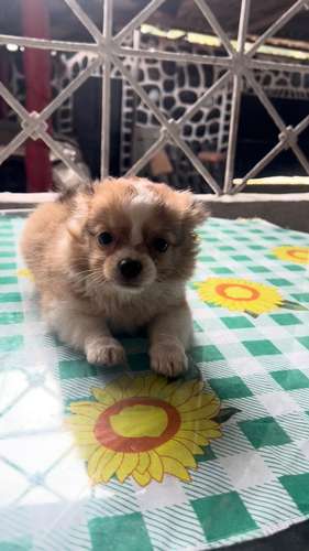 CHIHUAHUAS DE PELO LARGO - Imagen 5