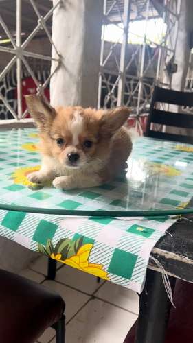 CHIHUAHUAS DE PELO LARGO - Imagen 3