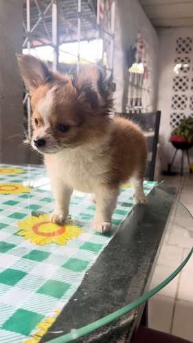 CHIHUAHUAS DE PELO LARGO - Imagen 6