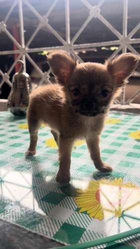 CHIHUAHUAS DE PELO LARGO - Imagen 7