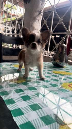 CHIHUAHUAS DE PELO LARGO - Imagen 10
