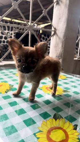 CHIHUAHUAS DE PELO LARGO - Imagen 2