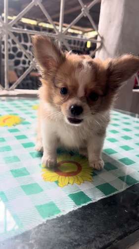 CHIHUAHUAS DE PELO LARGO