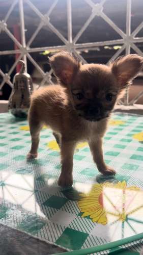 CHIHUAHUAS DE PELO LARGO - Imagen 14